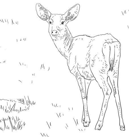 Female Mule Deer Coloring Page